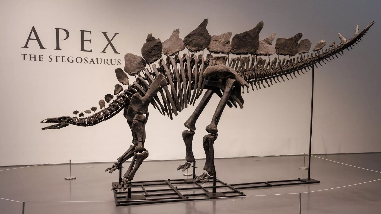 ABŞ-da dinozavr skeleti rekord qiymətə satıldı: 44,6 MİLYON DOLLAR