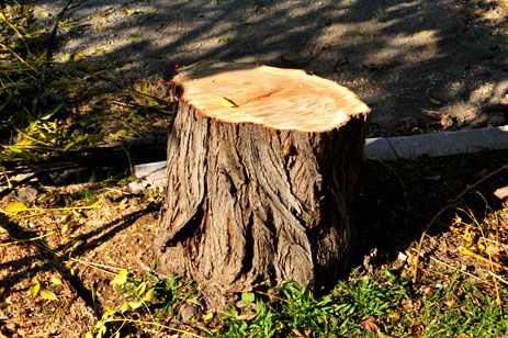 Yasamalda ağaclar kəsildi - İş hüquq-mühafizə orqanlarına göndərilir