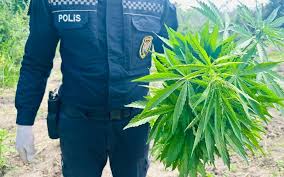 Qəbələdə çətənə kolu yetişdirən şəxs tutuldu