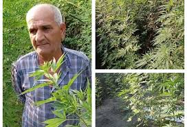 Meşədə çətənə yetişdirən şəxs saxlanılıb