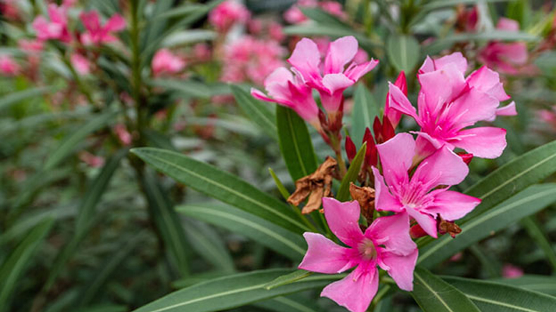 Paytaxtı bəzəyən bu gül zəhərlidir? (VİDEO)