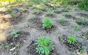 Şəkidə çətənə əkən qohumlar saxlanılıb