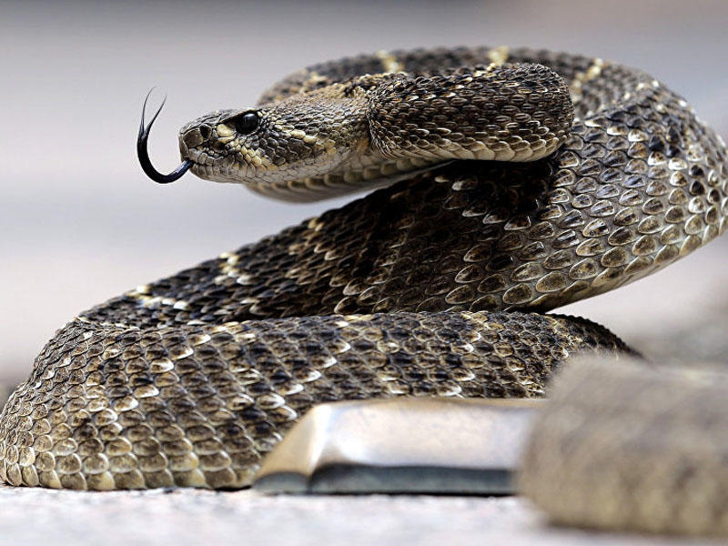 İlanı paltaryuyanda belə yudular - VİDEO