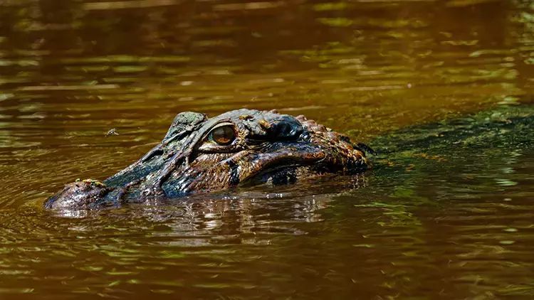 İndoneziyada bir qadın timsah tərəfindən parçalanaraq öldürülüb
