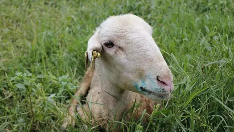 Heyvanlarda ölümcül “mavi dil xəstəliyi” başlayıb