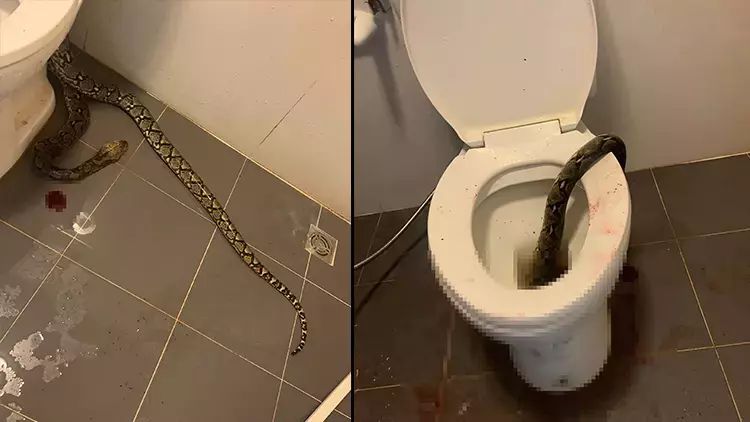 Tailandda bir şəxs evinin tualetindən  3,5 metrlik piton çıxıb