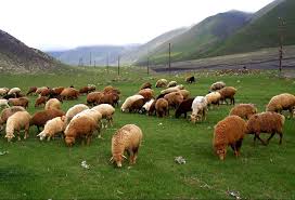 Restorandan xırdabuynuzlu heyvanlar oğurlayanlar saxlanıldılar