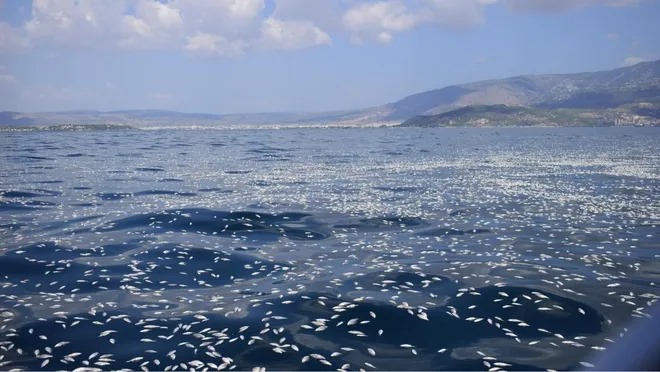 Yunanıstanda milyonlarla balıq öldü