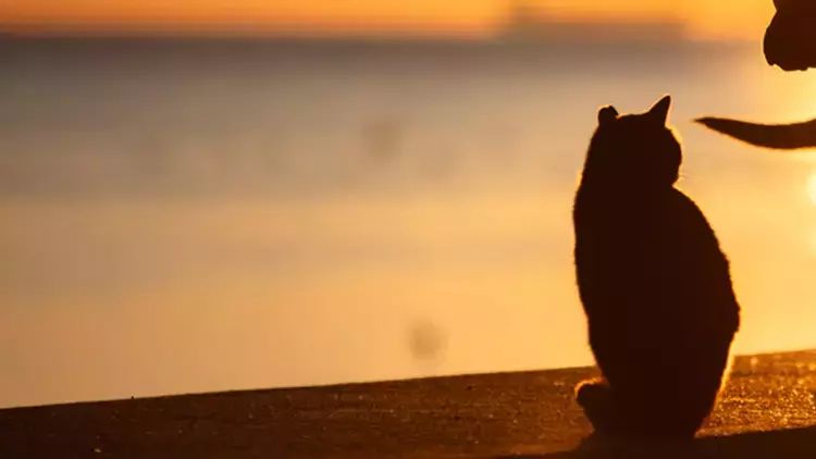 Dünyanın ən yaşlı pişiyi 33 yaşında dünyasını dəyişib