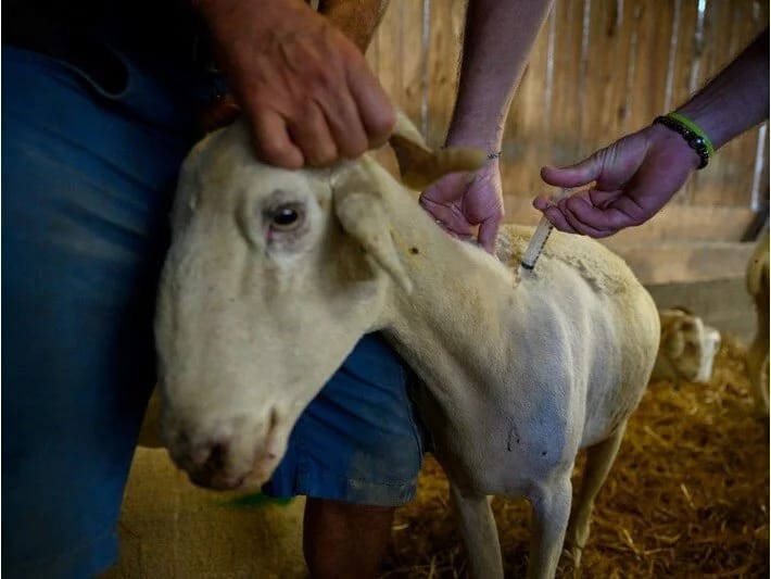Mavi dil epidemiyası Avstriyaya da yayıldı