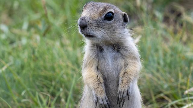 Qatarda iki dələ sərnişinlərə hücum etdi, səfər ləğv edildi
