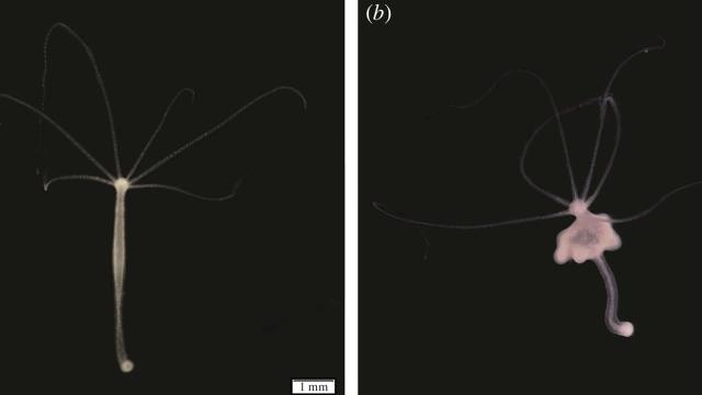Ölümsüz hesab edilən bu canlı xərçəng riski yaradır