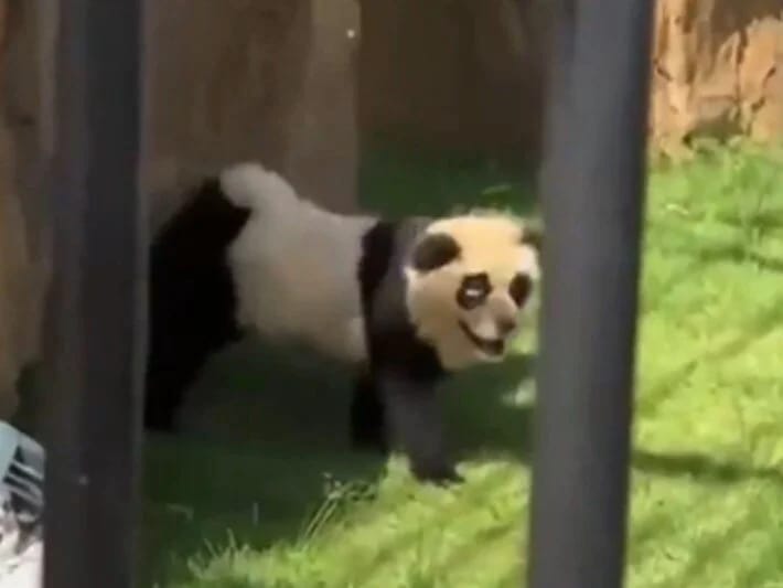 Çində panda qalmaqalı: Boyanmış it olduğunu etiraf etdilər!