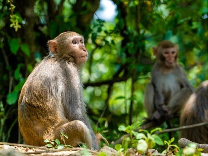 Hindistanda ağlasığmaz hadisə: Meymunlar 6 yaşlı uşağın cinsi istismarının qarşısını alıblar