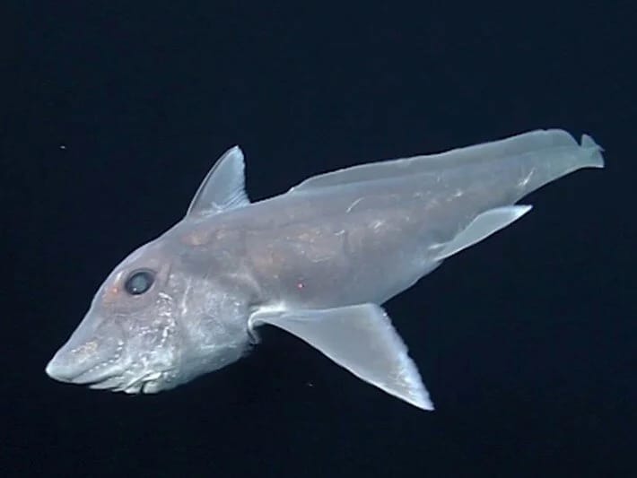 Nadir görünən “kabus köpəkbalığı”nın yeni növü kəşf edilib