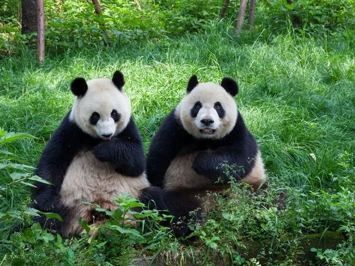 İqtisadiyyat pandaları vurdu! Xərcləri qarşılana bilmədiyi üçün Çinə geri göndəriləcəklər