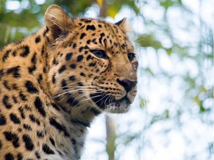 Hindistanda bəbirin hücumuna məruz qalan uşaq ölüb