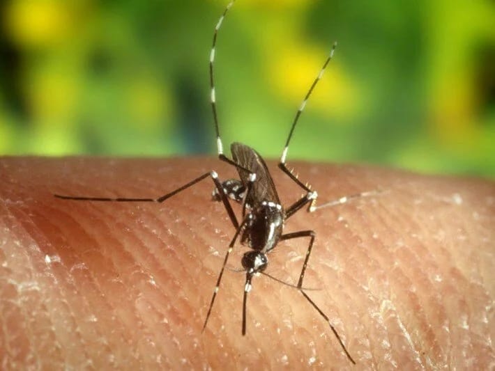 Yunanıstanda Qərbi Nil virusu panikası: bir həftədə 3 nəfər öldü