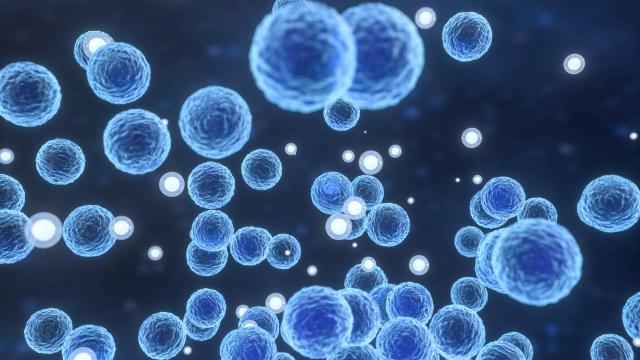 Tədqiqatçılar təxminən 3500 illik mumiyalarda kefir pendirinin izlərini aşkar ediblər