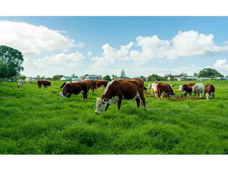 Bədbəxt qadın 20 inəyin altında əzilərək faciəvi şəkildə öldü!