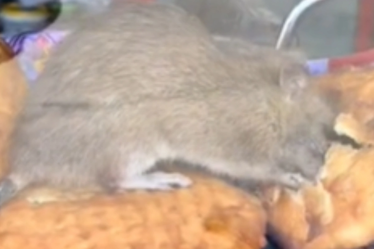 Bakıda pirojki satılan yerdə iyrənc mənzərə - VİDEO