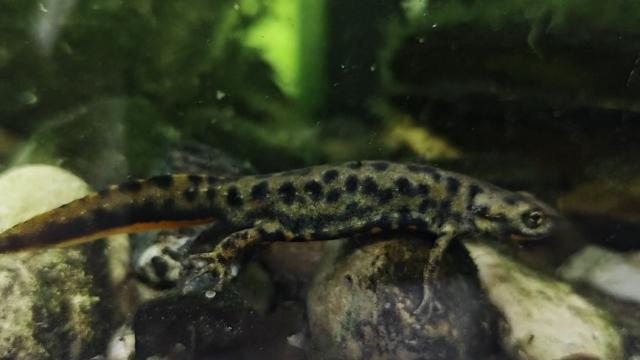 Yeni qurbağa növü kəşf edilib