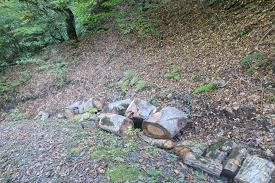 İsmayıllıda meşədə qanunsuz ağac kəsən 8 nəfər saxlanılıb