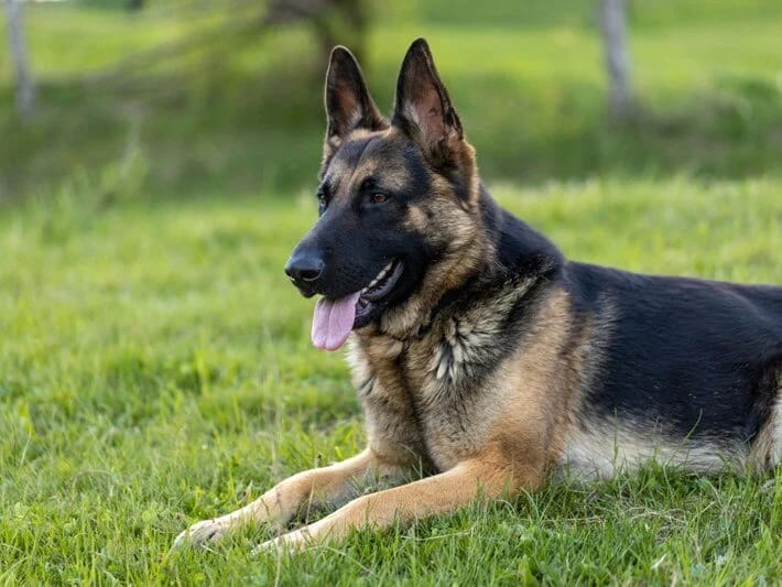 İt vergisi rekord qırdı: 1 ildə 421 milyon avro toplanıb 