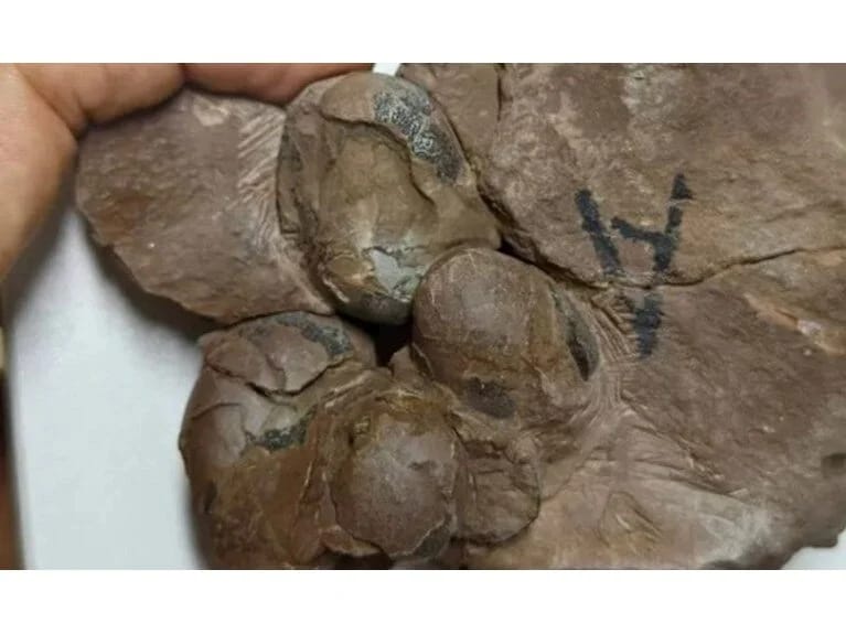 80 milyon illik dinozavr yumurtaları tapıldı: 