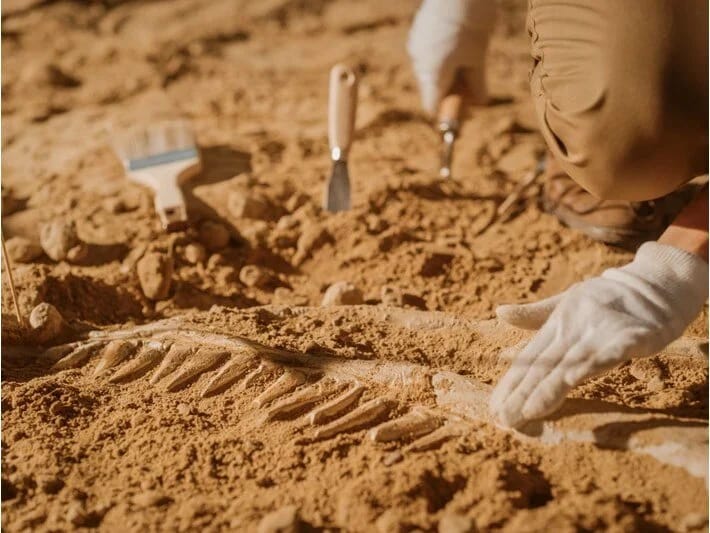 Honq-Konqda ilk dinozavr qalıqları tapıldı