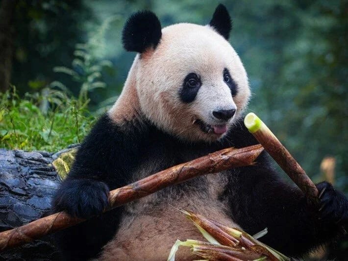 Belçikadakı panda balaları Çinə qayıdır