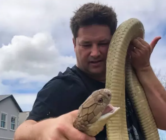 Vəhşi təbiət videoları ilə tanınan yutuberi kobra öldürdü - FOTO
