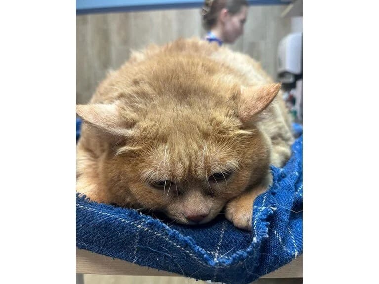 Dünyanın ən kök pişiyi olan Crumbs arıqlama düşərgəsində ölüb