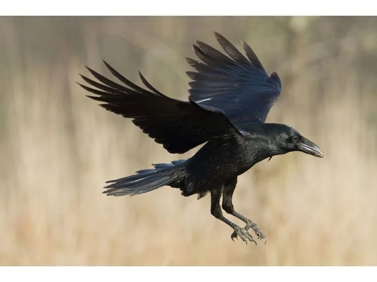 Mütəxəssislər izah etdi: Bu heyvan 17 il kin saxlayır!