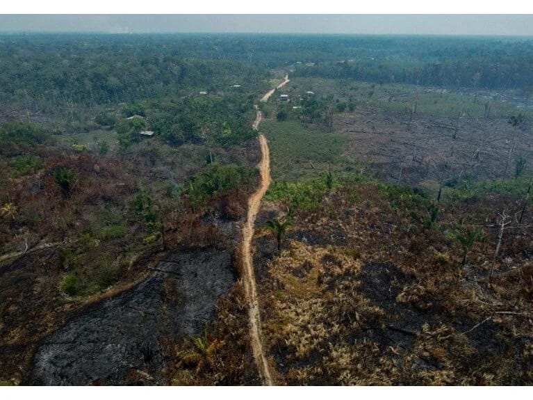 Dünyanın oksigen mənbəyində ağacların məhvi azalır