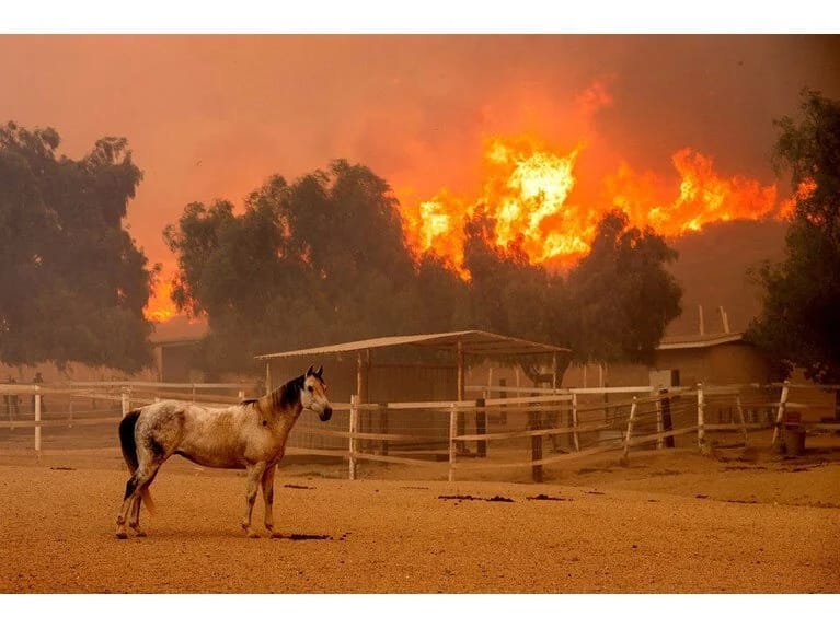 Kaliforniyada meşə yanğını: Beş saatda 62 kilometrə yayıldı