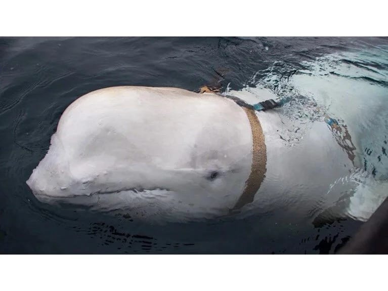 Casus balinanın sirri açıldı! Rus hərbi təlimindən qaçıb