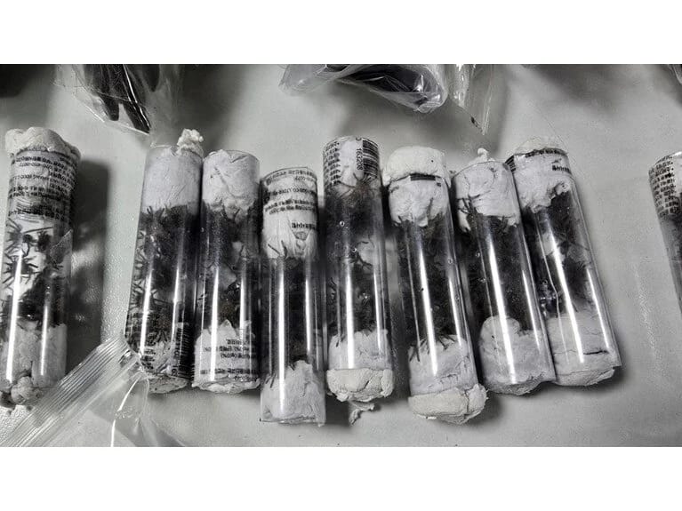 Hava limanında tarantula əməliyyatı: Üzərində yüzlərlə ekzotik heyvanla tutuldu