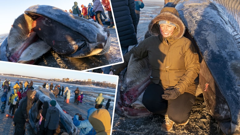 Nəsli kəsilən nəhəng balina sahilə çıxdı - Görənlər xatirə şəkli çəkdirdilər