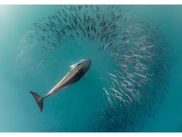 Dənizin ortasında tənha delfin öz-özünə danışmağa başladı!