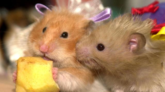 132 hamsterin olduğu təyyarə dörd gün ərzində havaya qalxa bilməyib