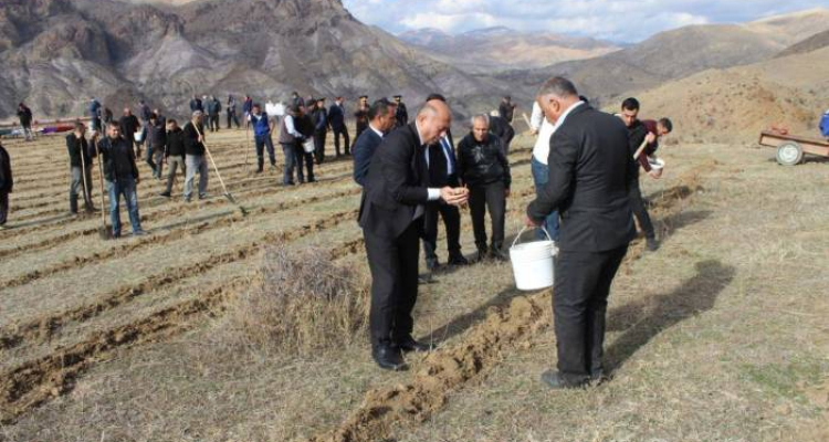 Ordubadın dağlarında meşə zolağı salınıb