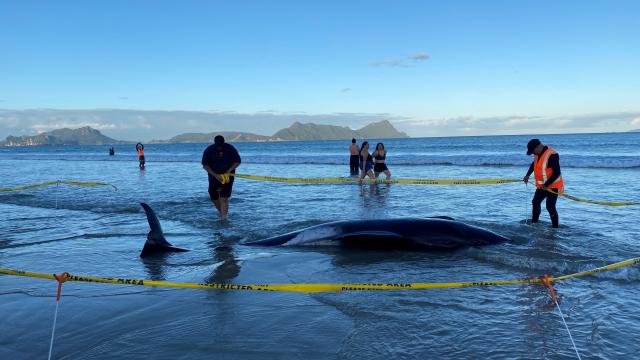 Yeni Zelandiyada 30-dan çox balina xilas edilib