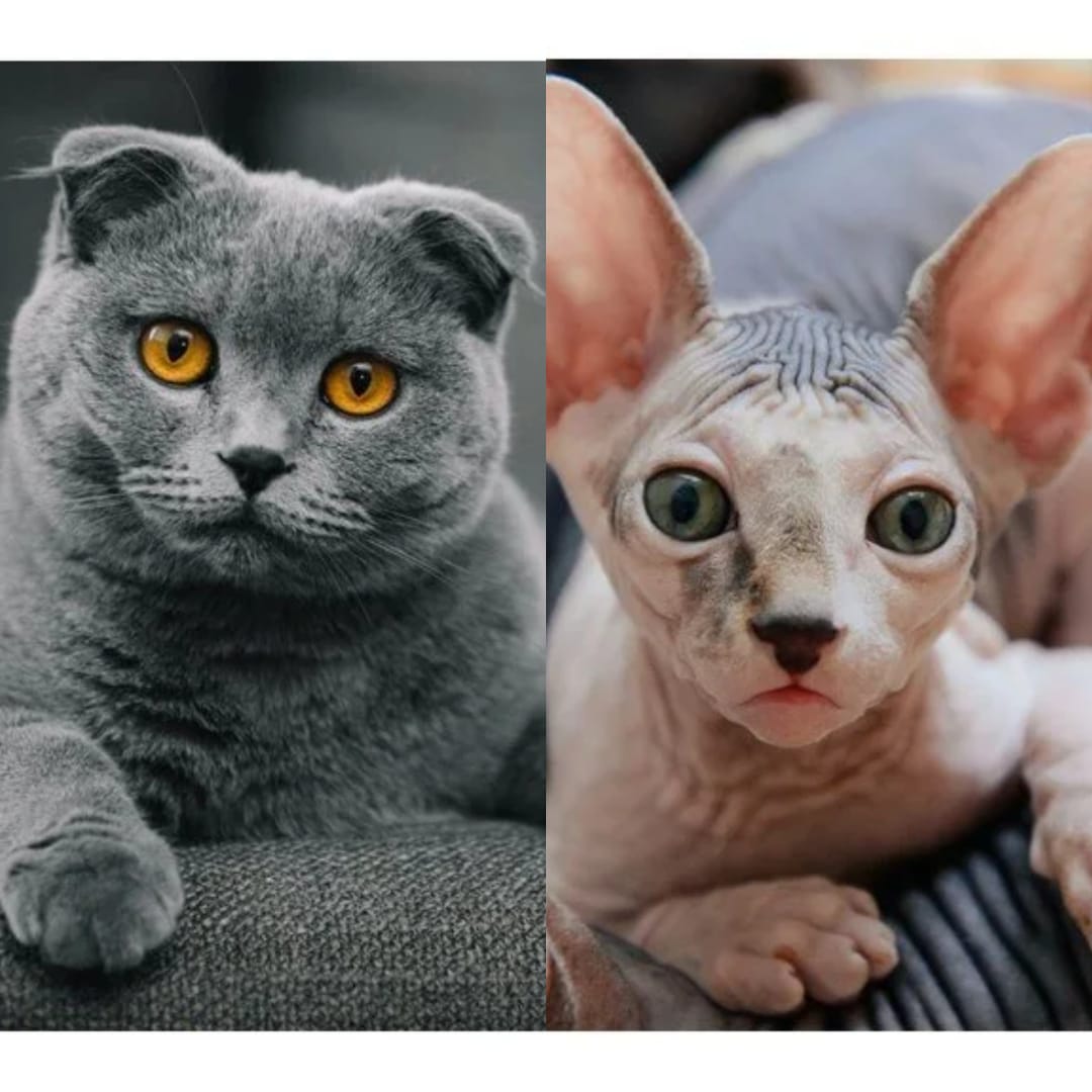 Bu pişiklərə sahib olmaq qadağandır!