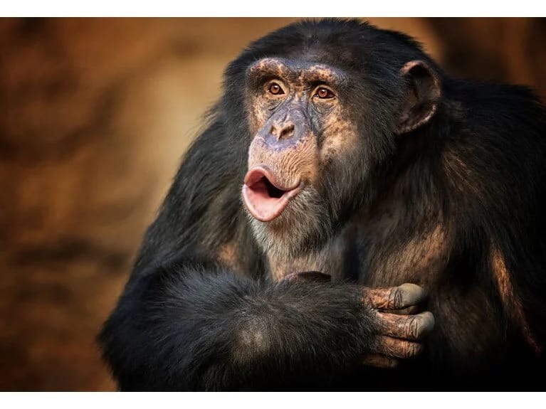 İstəsələr danışa bilərlər: Meymunların dil üçün lazımi infrastrukturu var! 