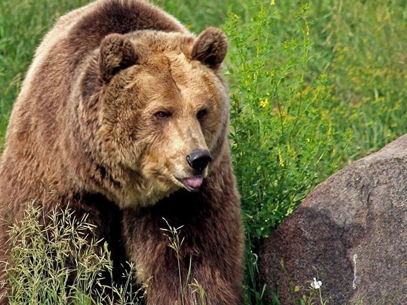 Qubada ayı sakinlərə hücum etdi: Mal-qaranı parçaladı - FOTOlar