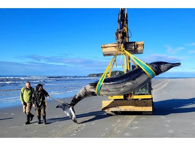 Dünyanın ən nadir balinası ilk dəfə araşdırılır