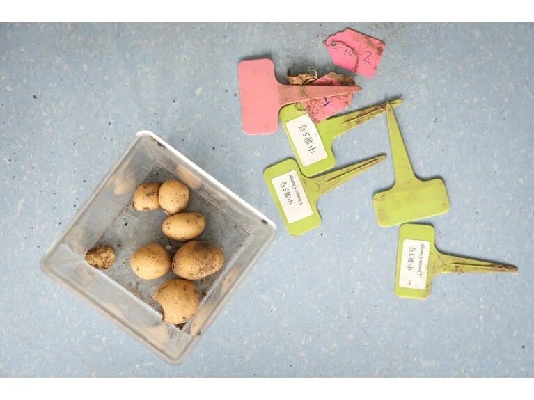 Çin alimləri kartofu iqlimə davamlı hala gətirməyə tələsirlər