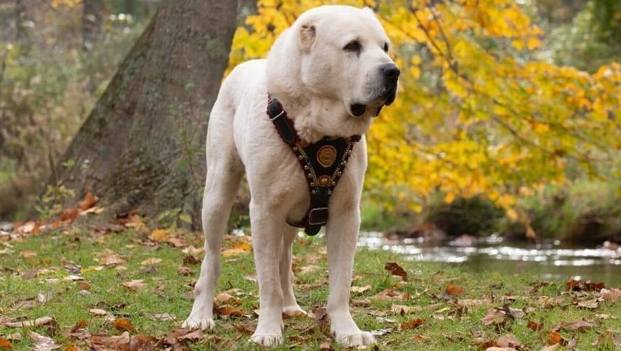 Bakıda dəhşət: İt sahibini parçalayıb öldürdü