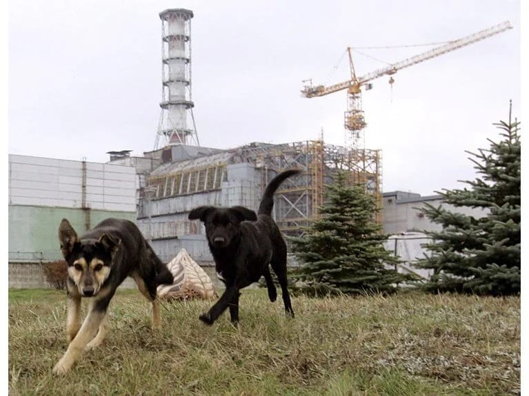 Çernobıldakı itlər mutasiyaya uğradı: Onlar super güc qazandılar!